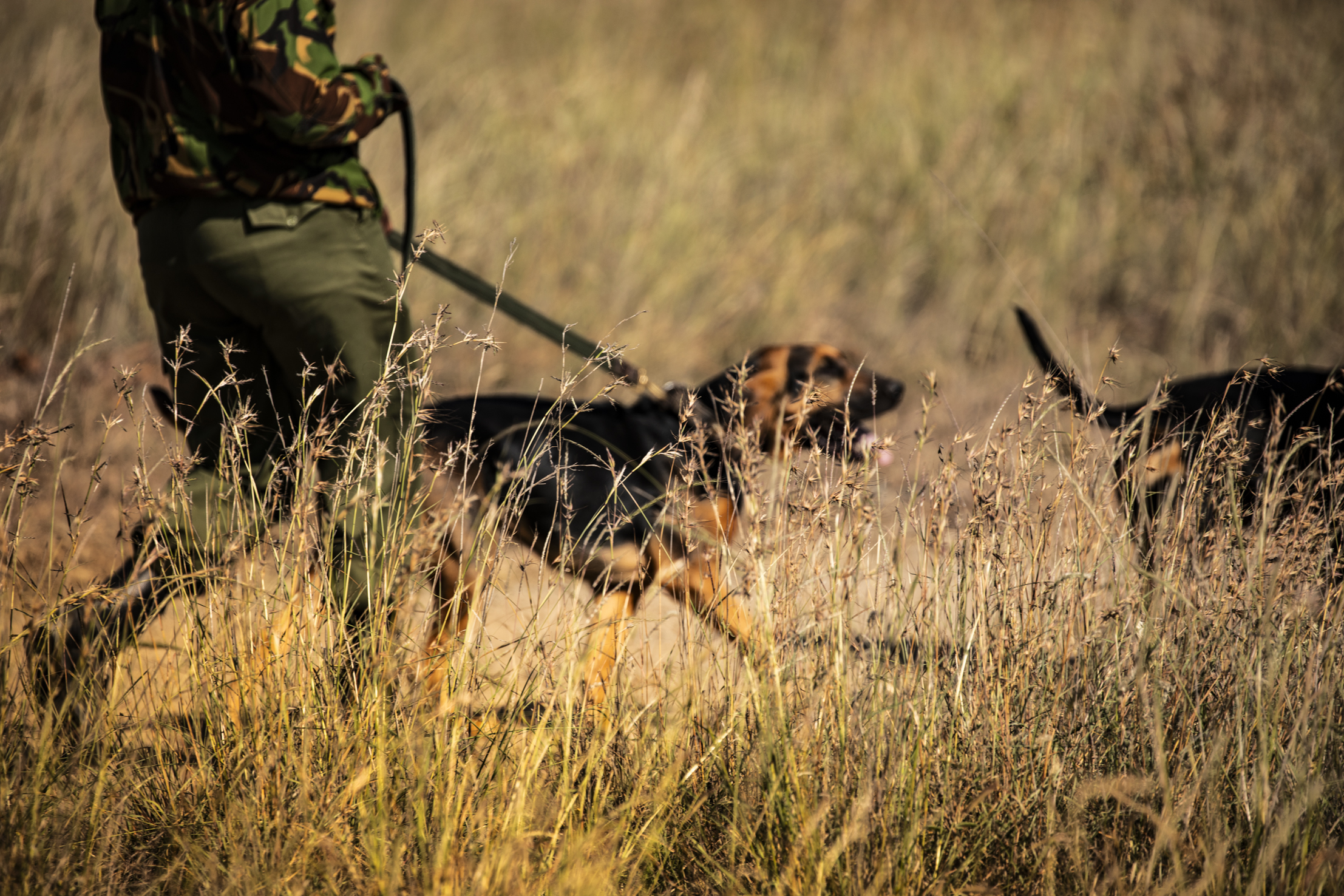 Segera Retreat en Laikipia 