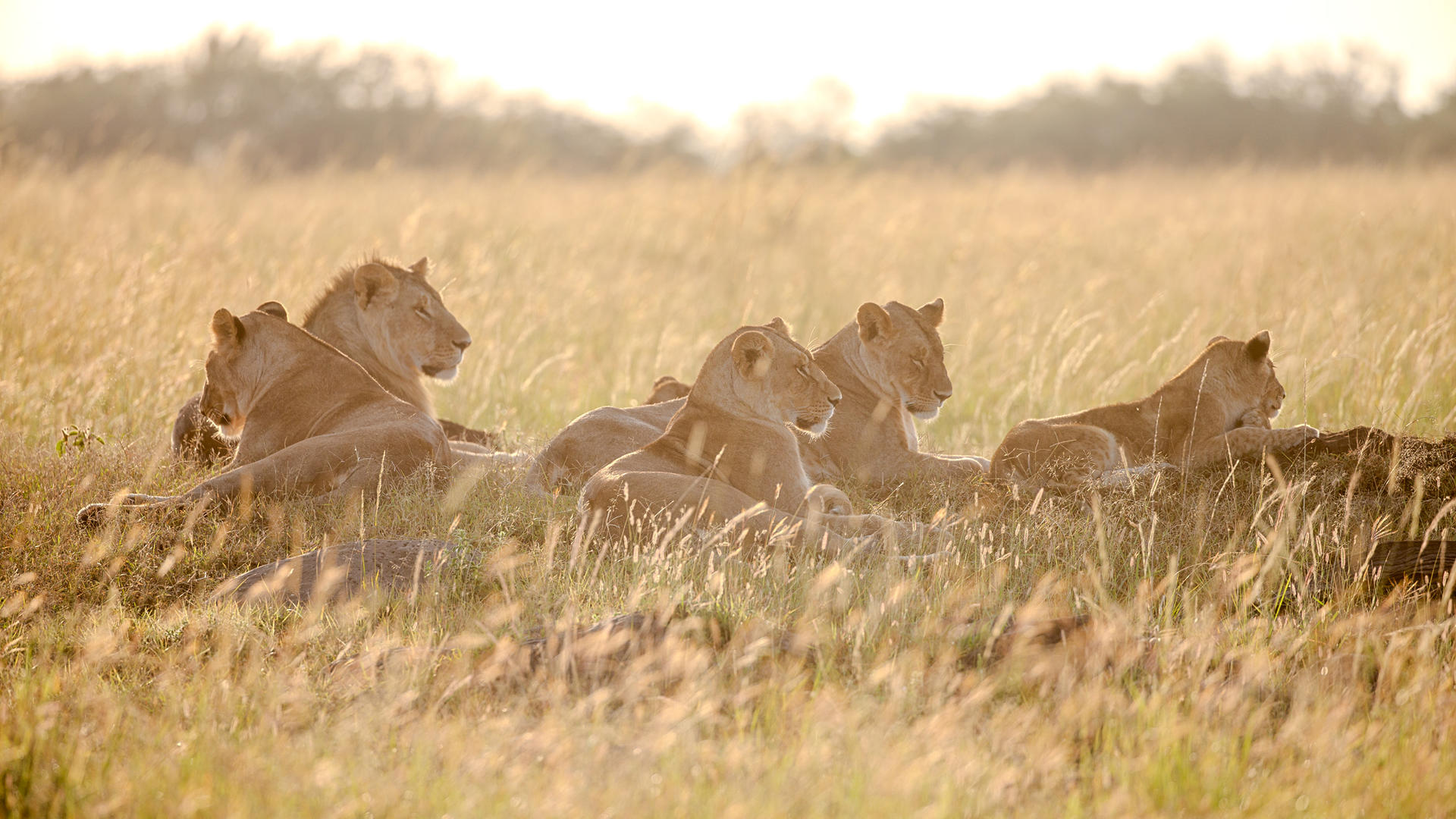 Serian's Serengeti Lamai en Serengeti