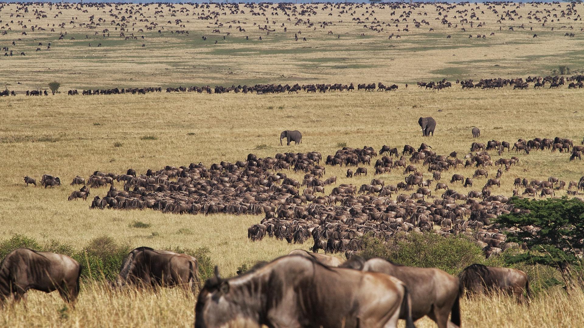 Serengeti wildlife wildebeest 6