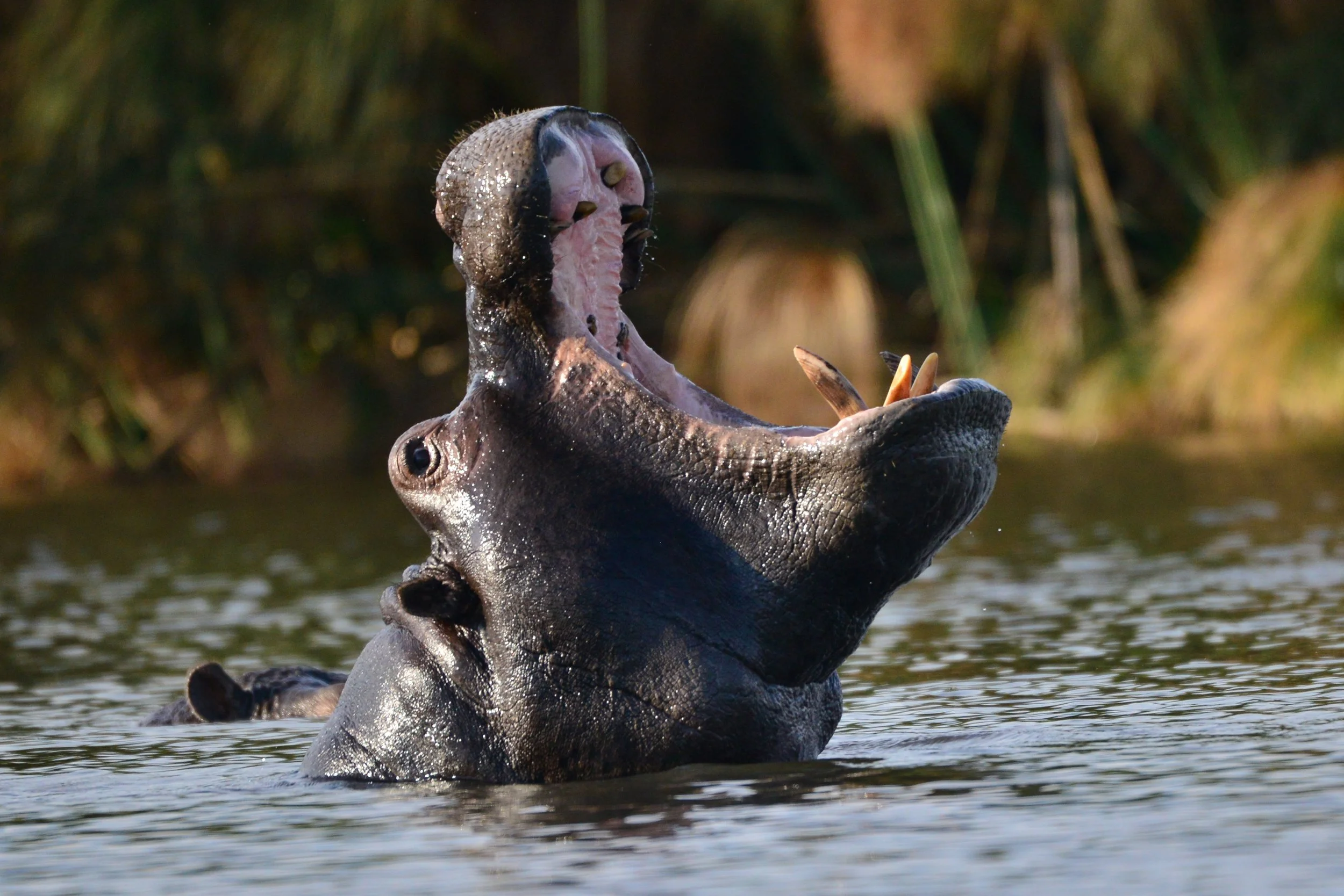 New+hippo+pic+3