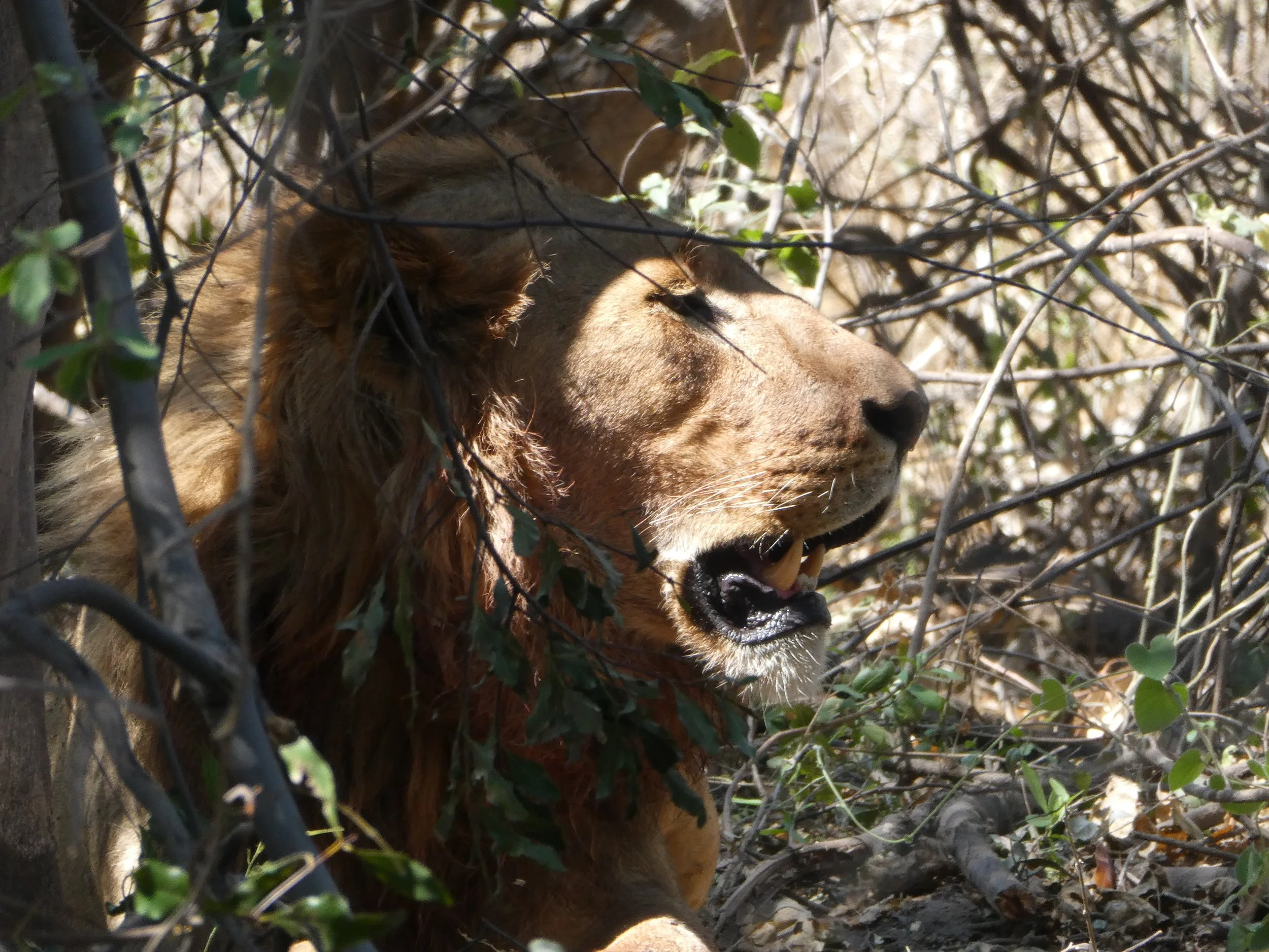 Lion+pic