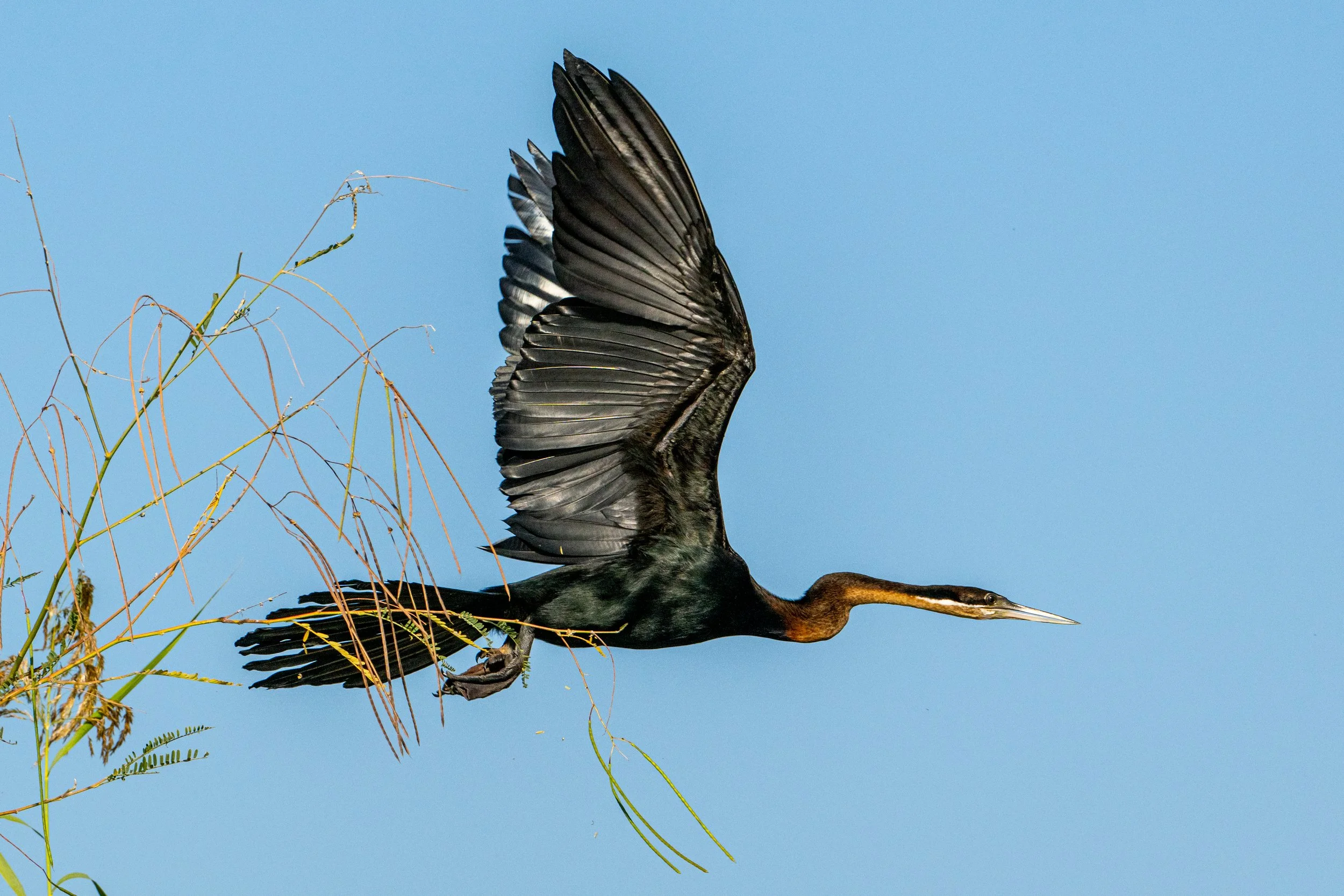 Bernhard+darter+pic+2