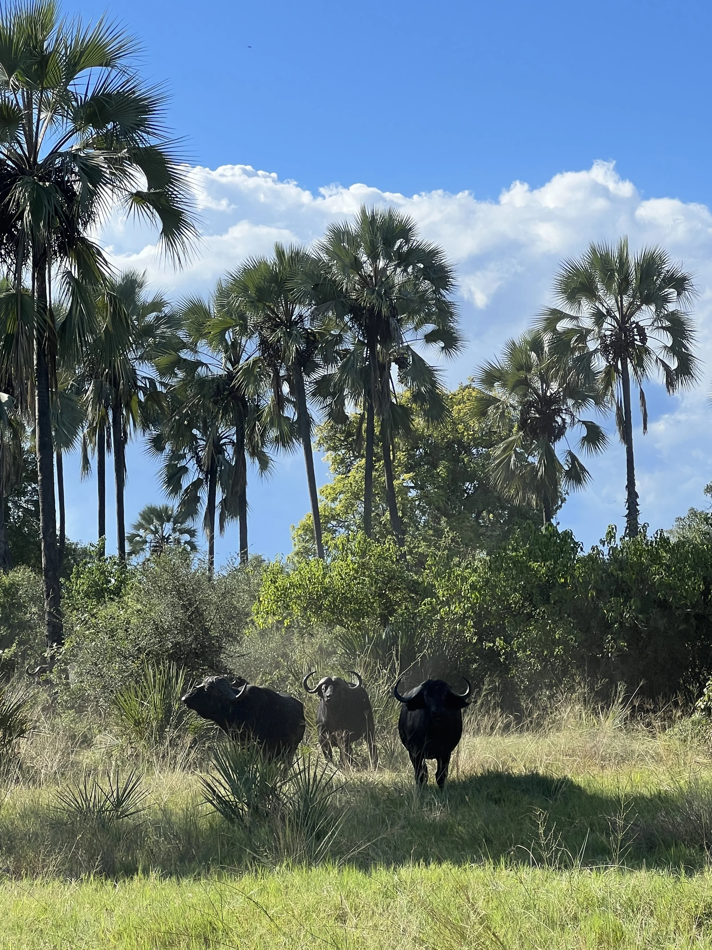 Kala+wildlife