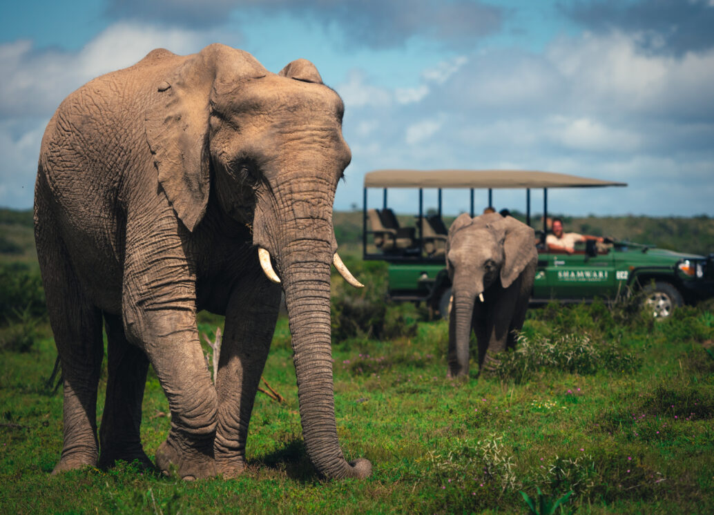 Gamedrive elephants