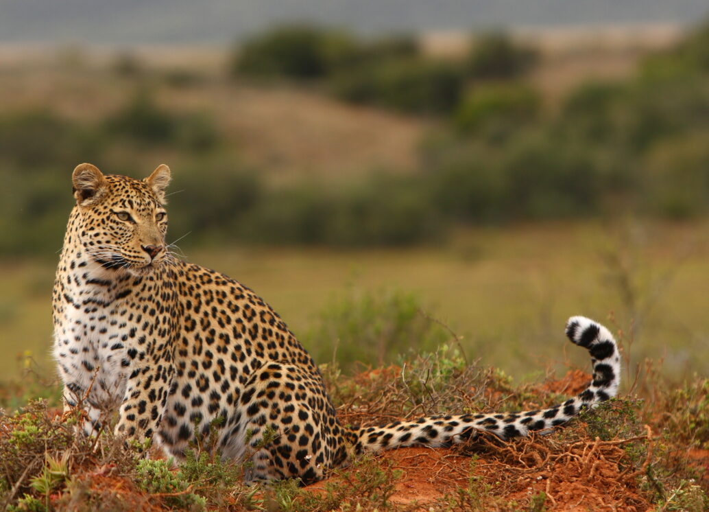 Shamwari wildlife