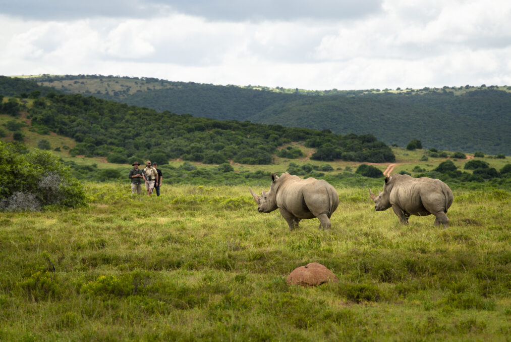 Walking with 2 white rhino 1