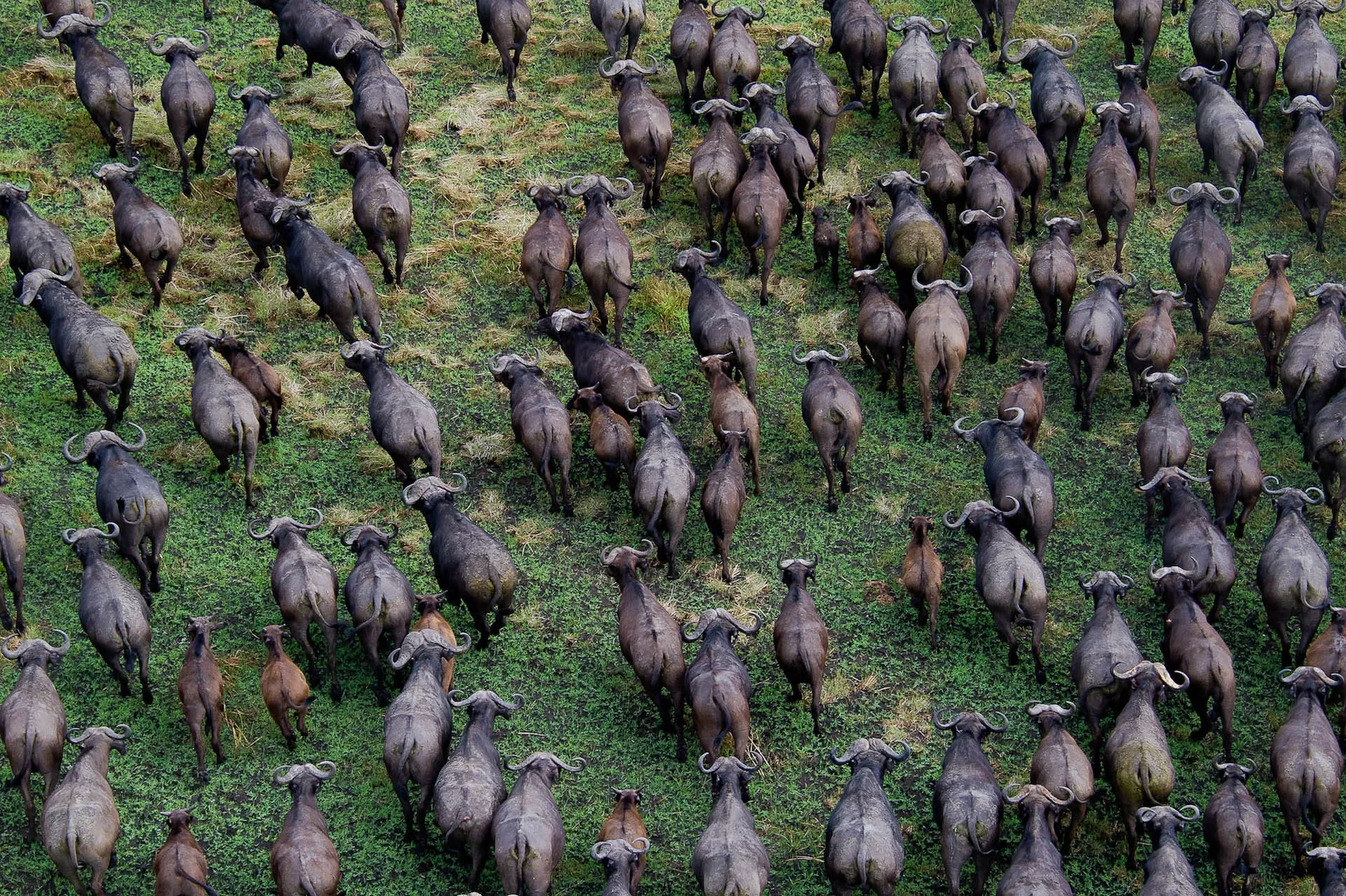 Shumba Camp en Busanga Plains