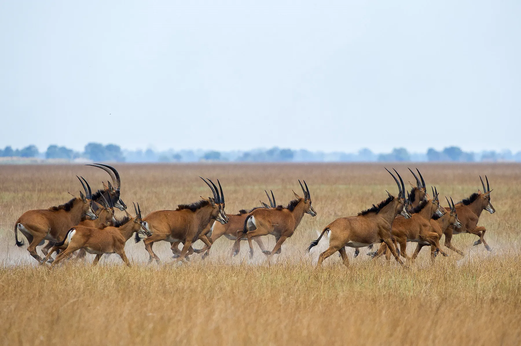 Shumba Camp en Busanga Plains