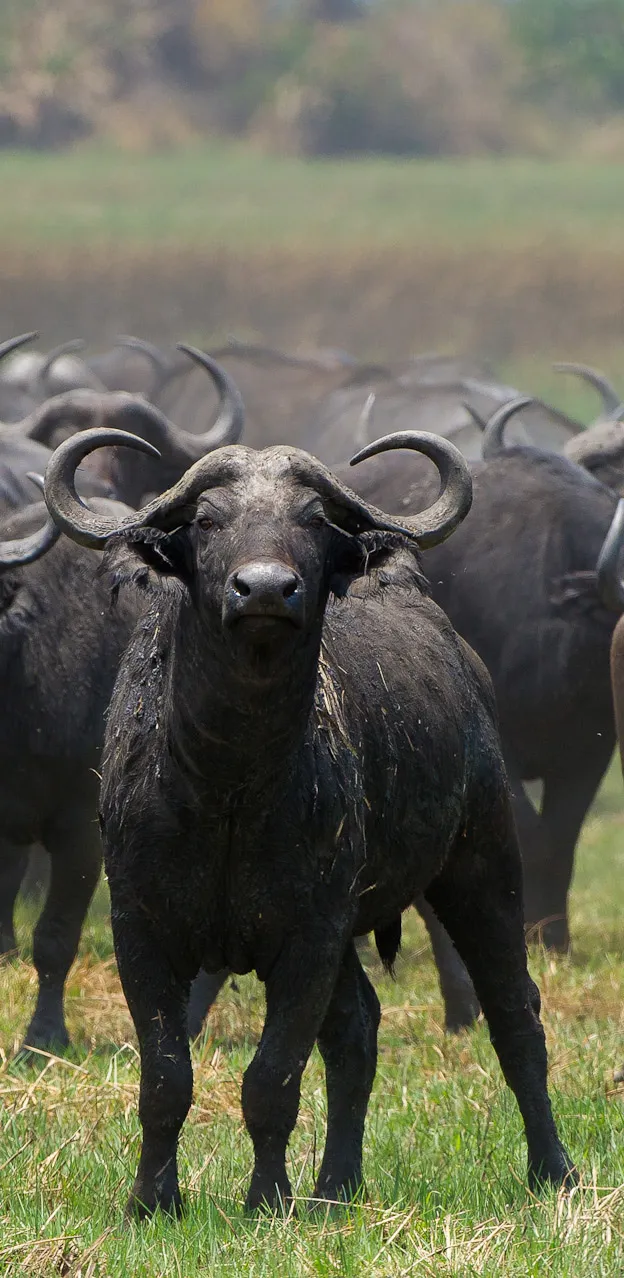 Shumba Camp en Busanga Plains