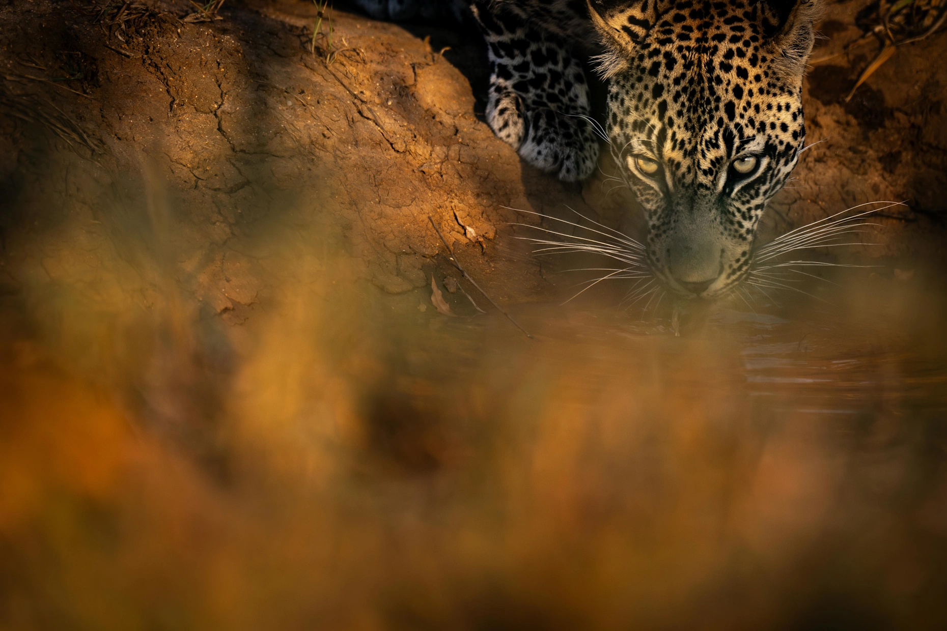 Ebony leopard drinking