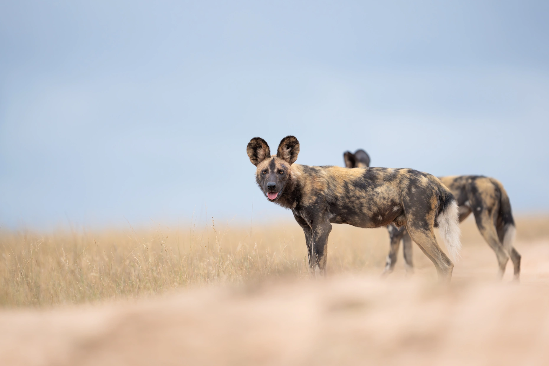Sss wildlife wild dog ross couper a1a0040