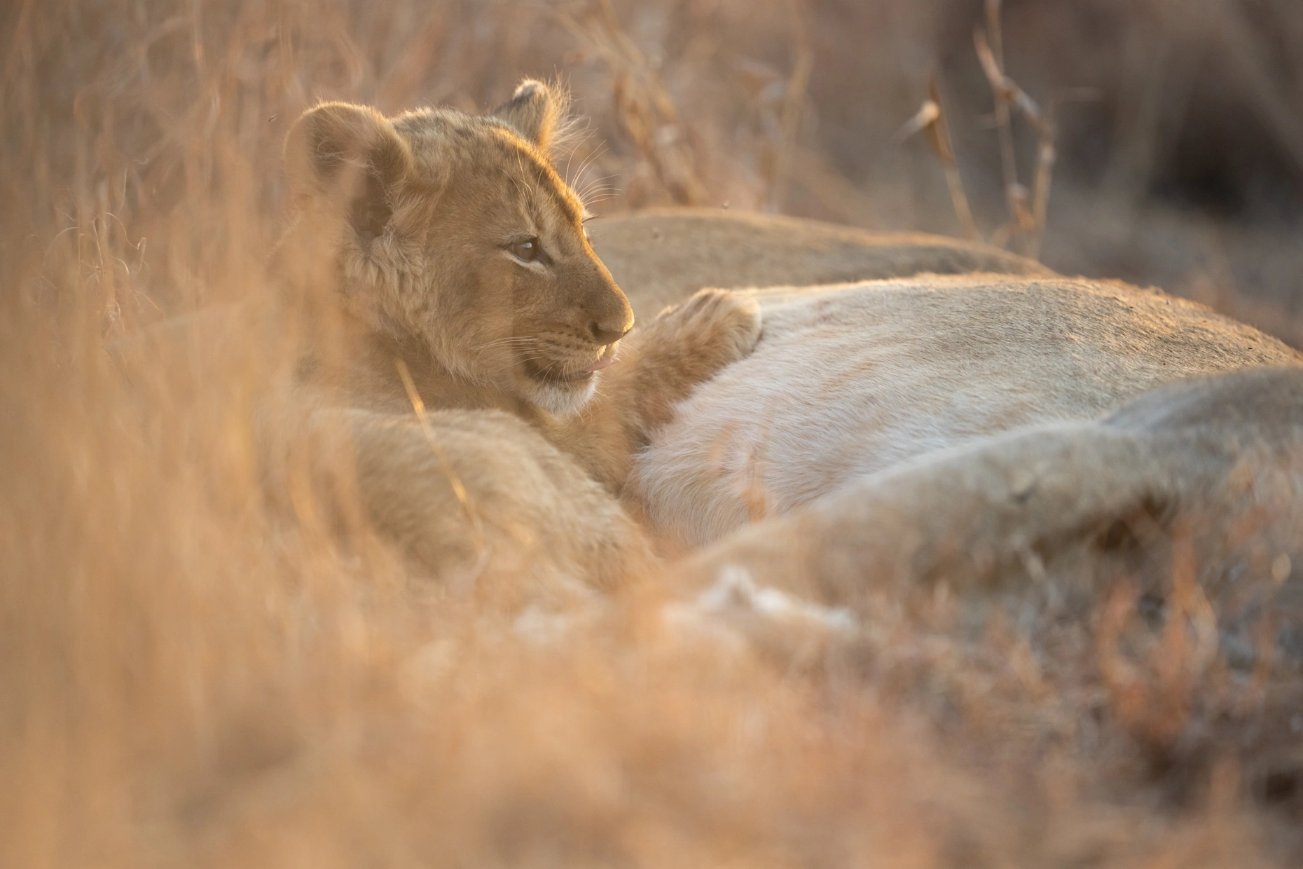 Sss wildlife lion cubs tsala pride ross couper a1a3823 1