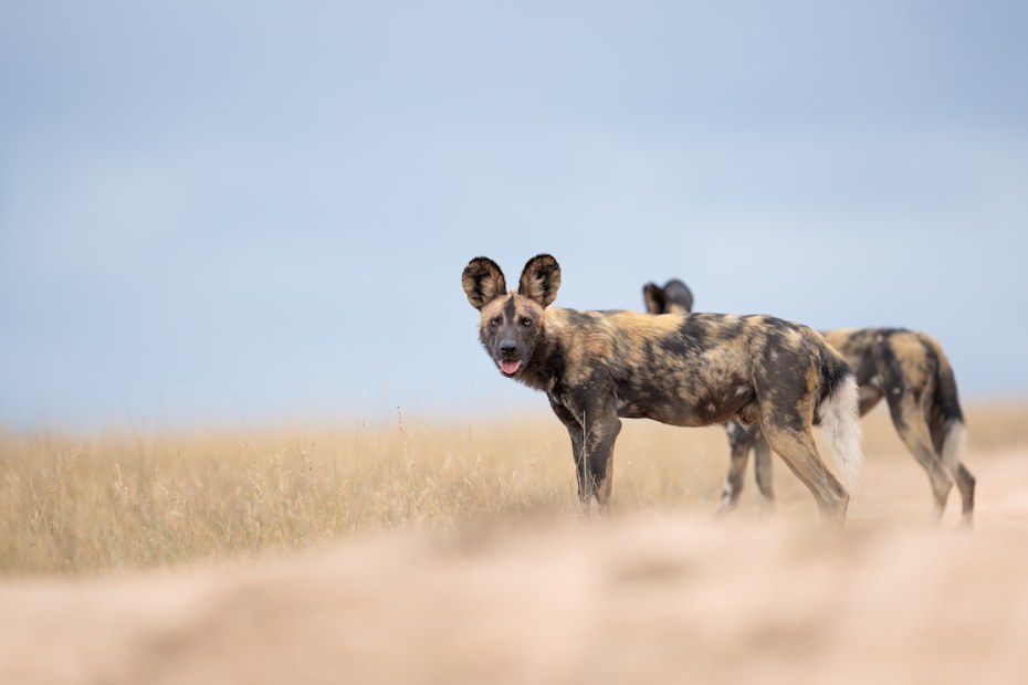 Sss wildlife wild dog ross couper a1a0040