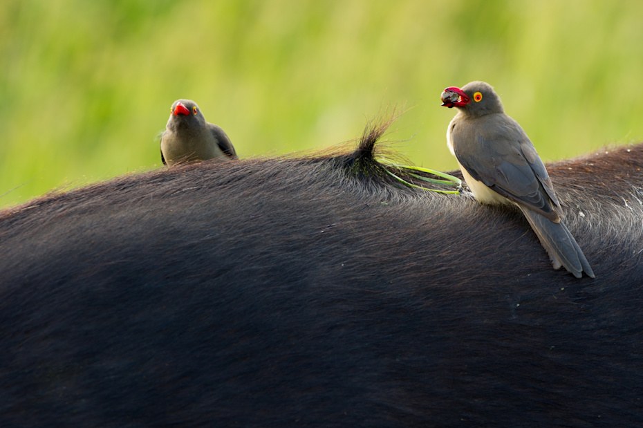 Sknp bird ox pecker red billed on buffalo ross couper 1