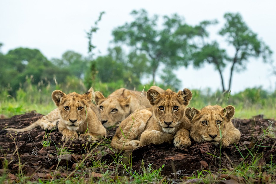 Sknp wildlife lion mountain pride ross couper 3 1