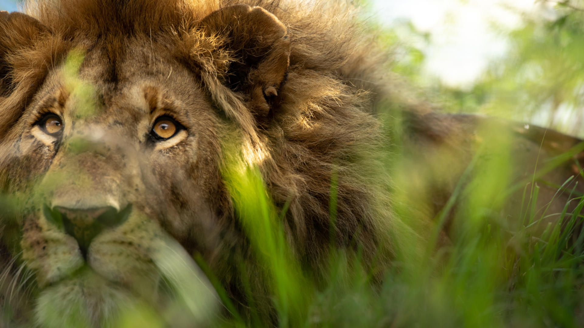 Sg wildlife lion ross couper 183