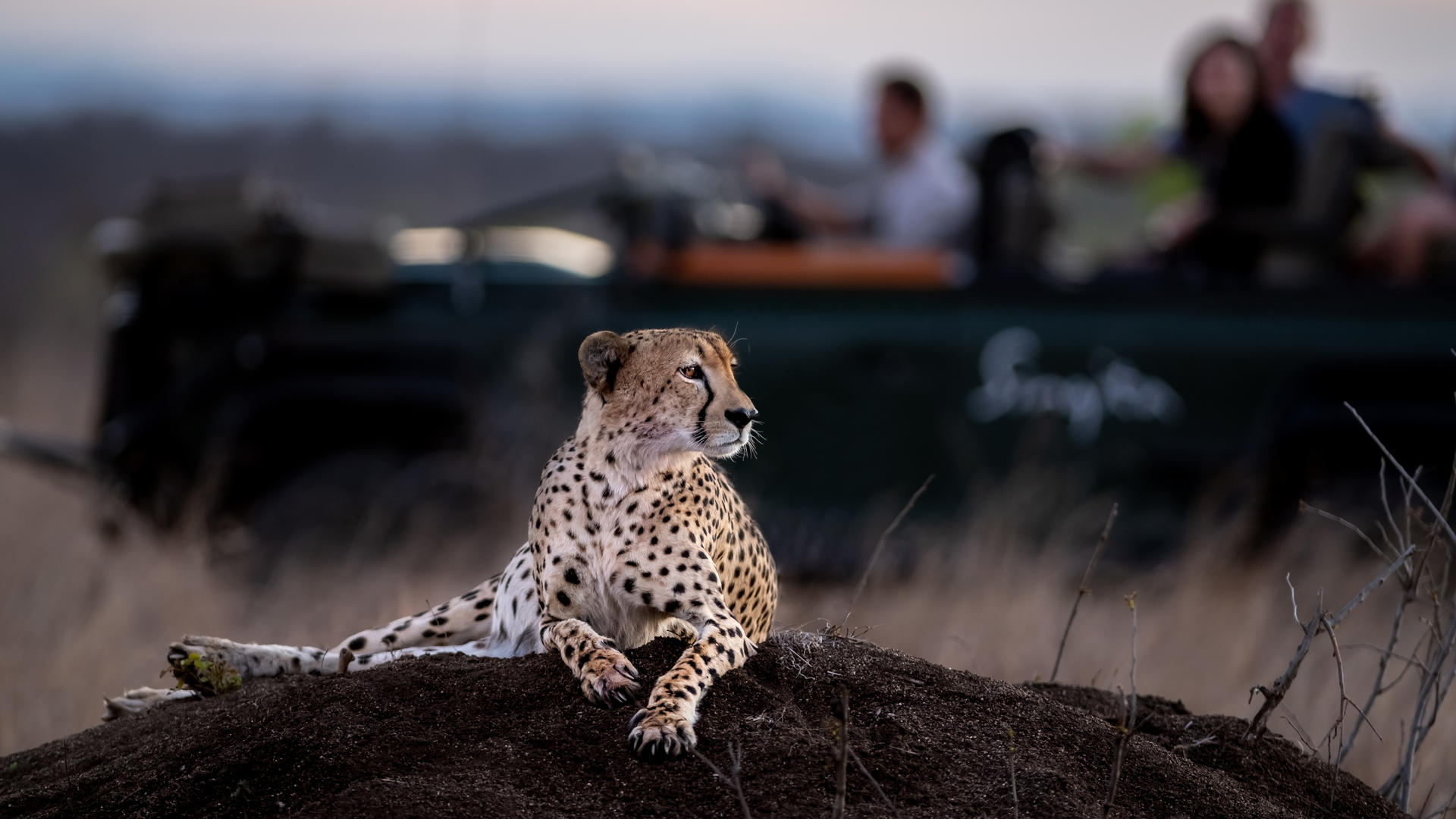 Cheetah ross couper 2