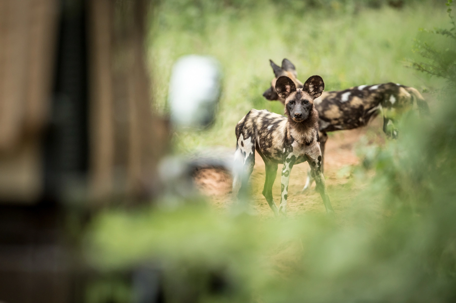 Sp wildlife wild dog ross couper 2