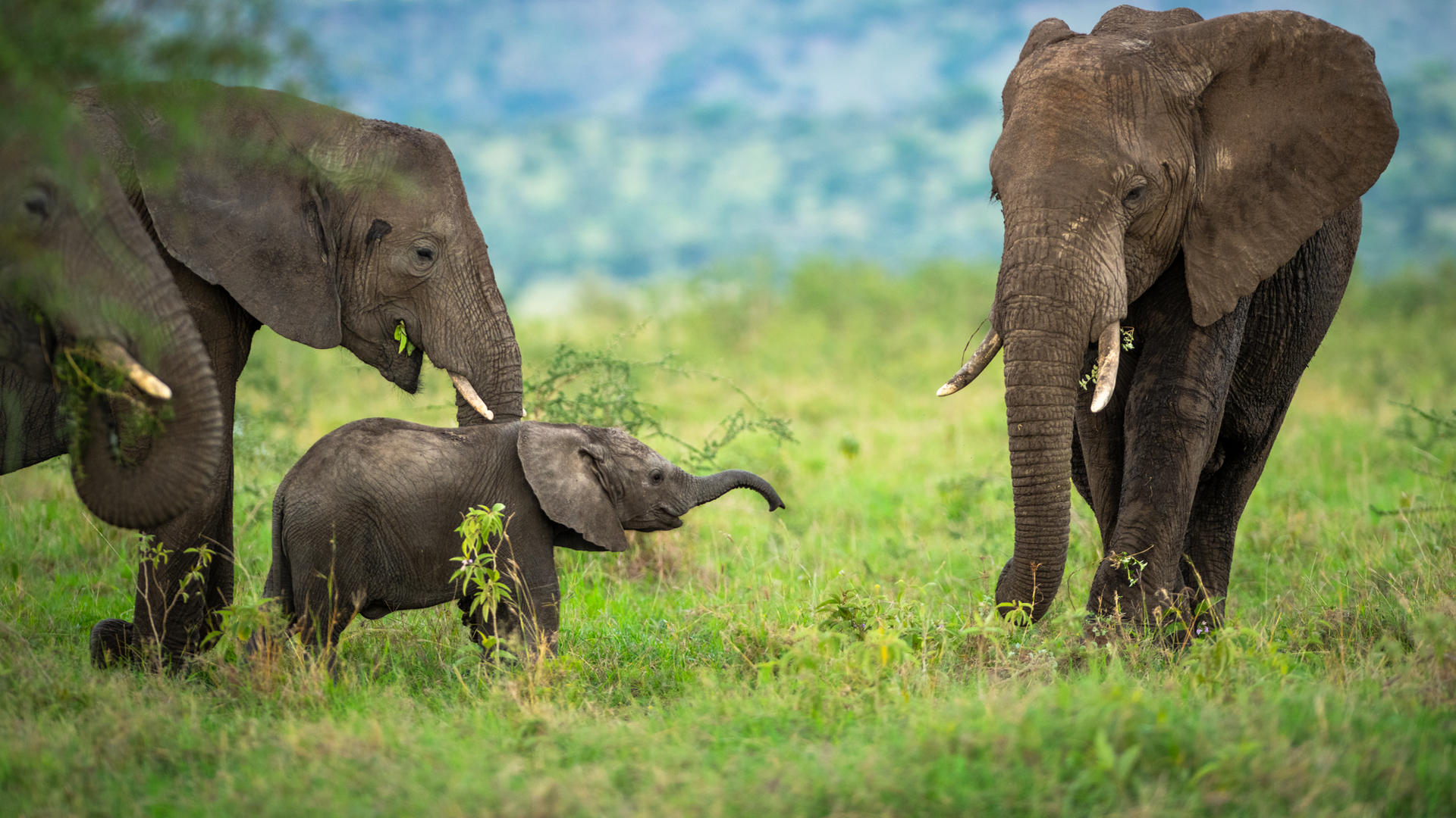 Sgr wildlife elephant november 2022 ross couper 16