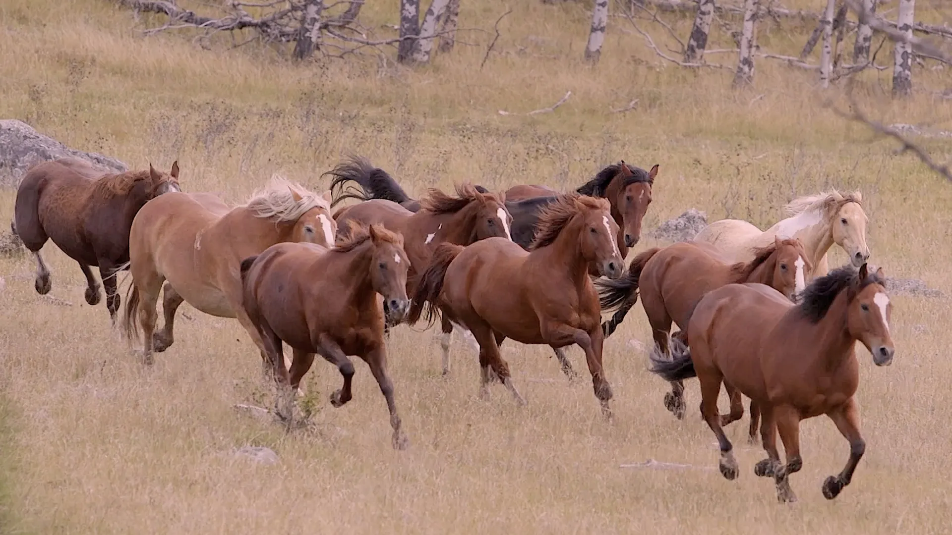 Galloping herd of horses at siwash lake jpg