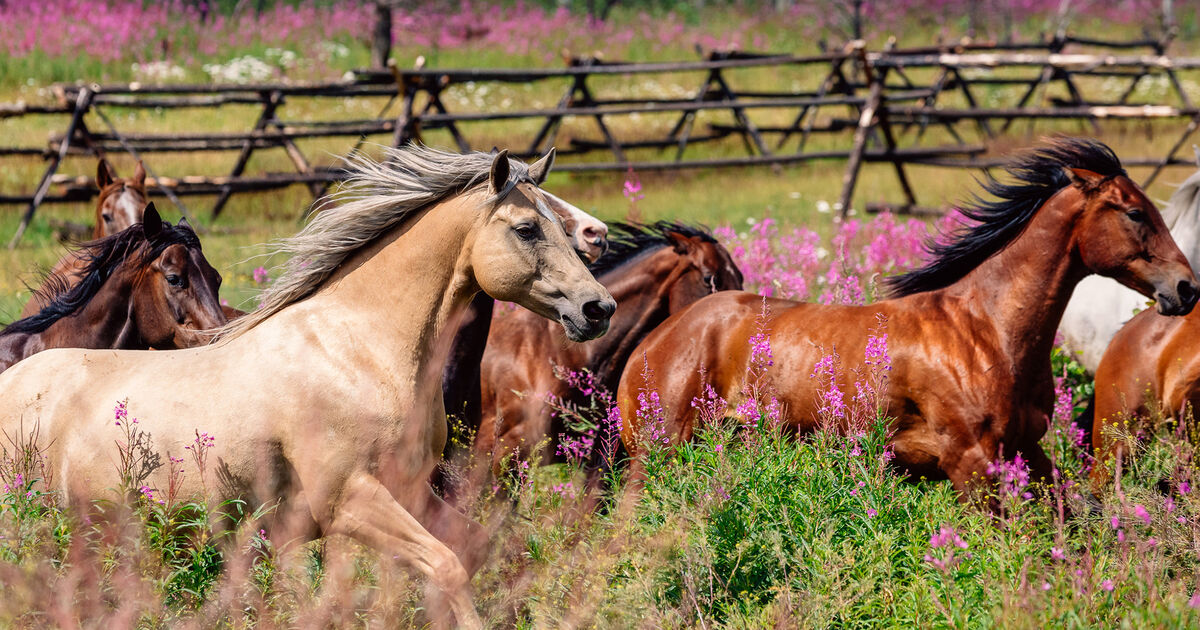 Siwash Lake Wilderness Resort & Ranch en Cariboo