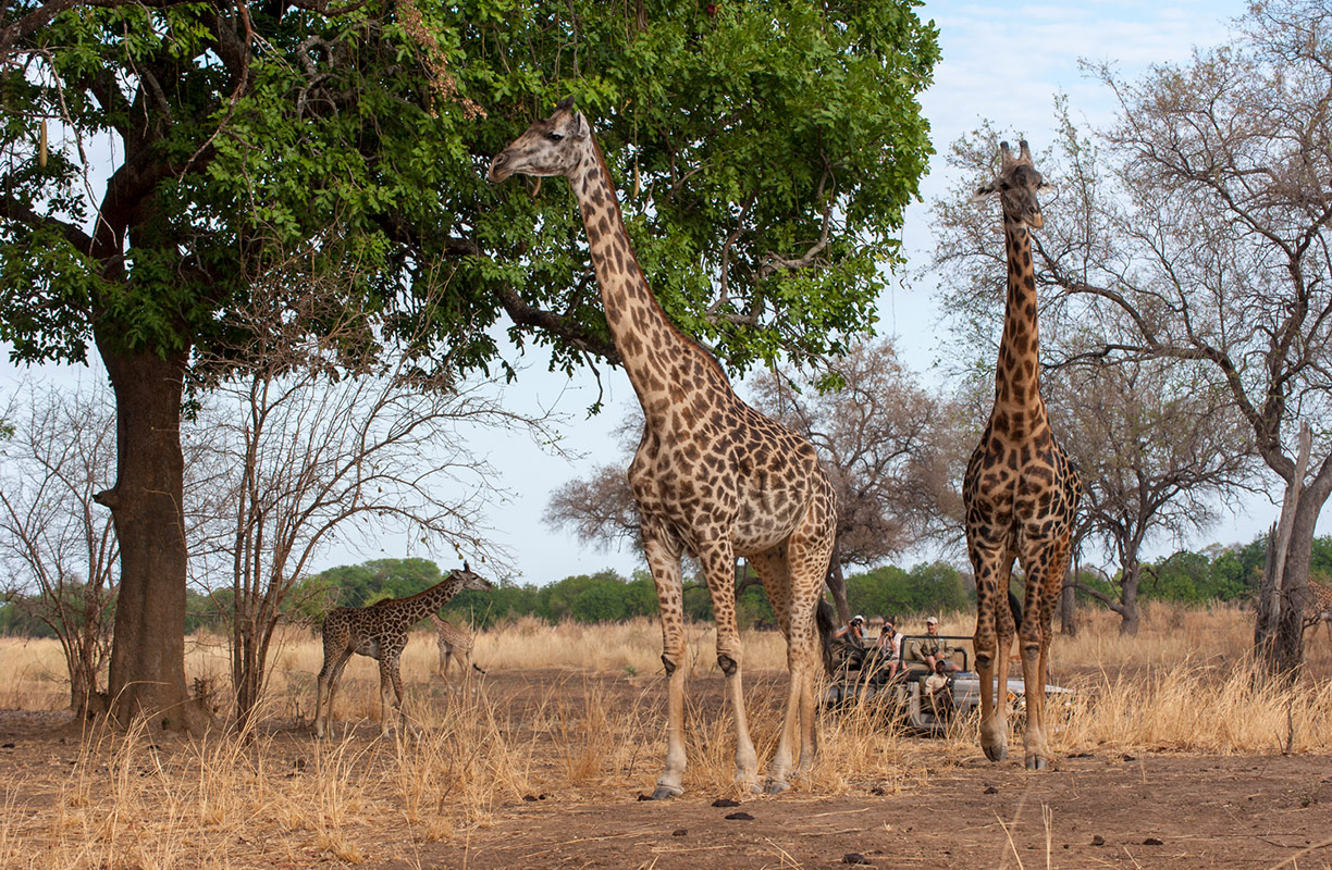 Tafika Camp en Luangwa Valley