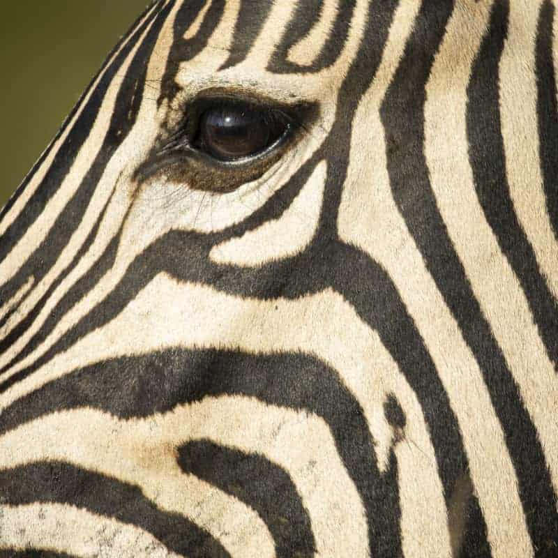 The Hide en Hwange