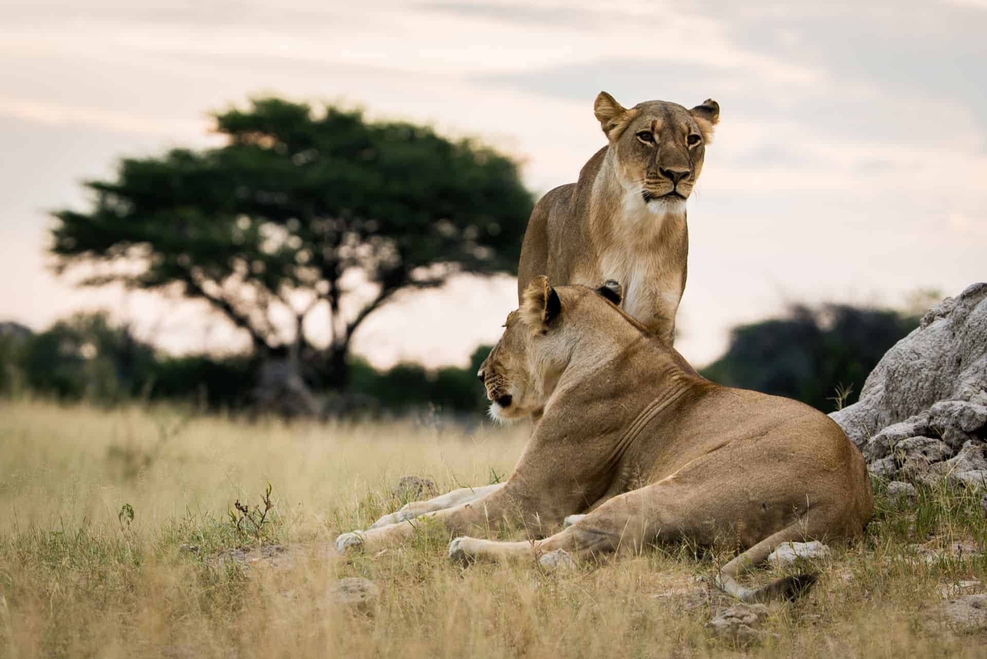 The Hide en Hwange