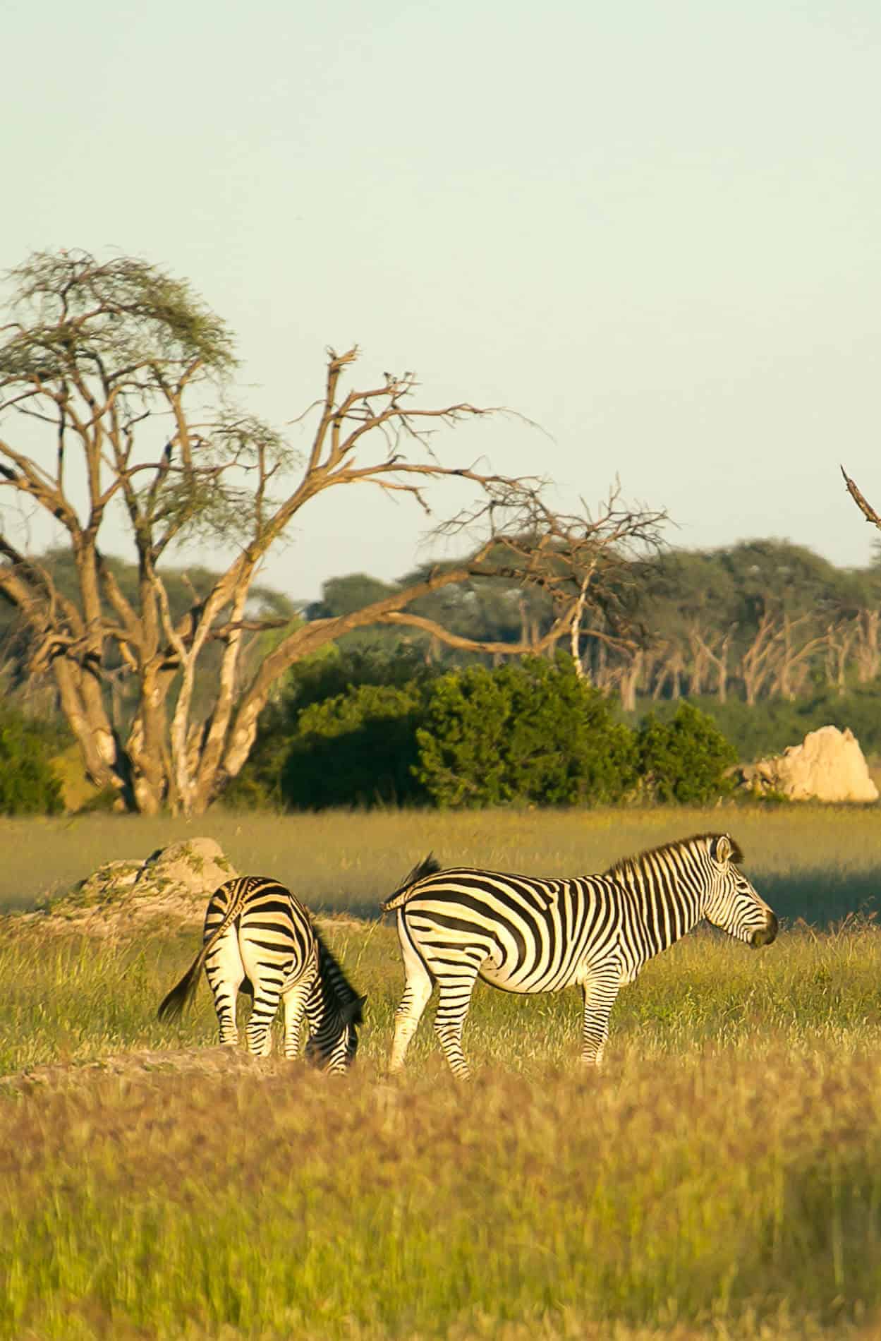 The Hide en Hwange