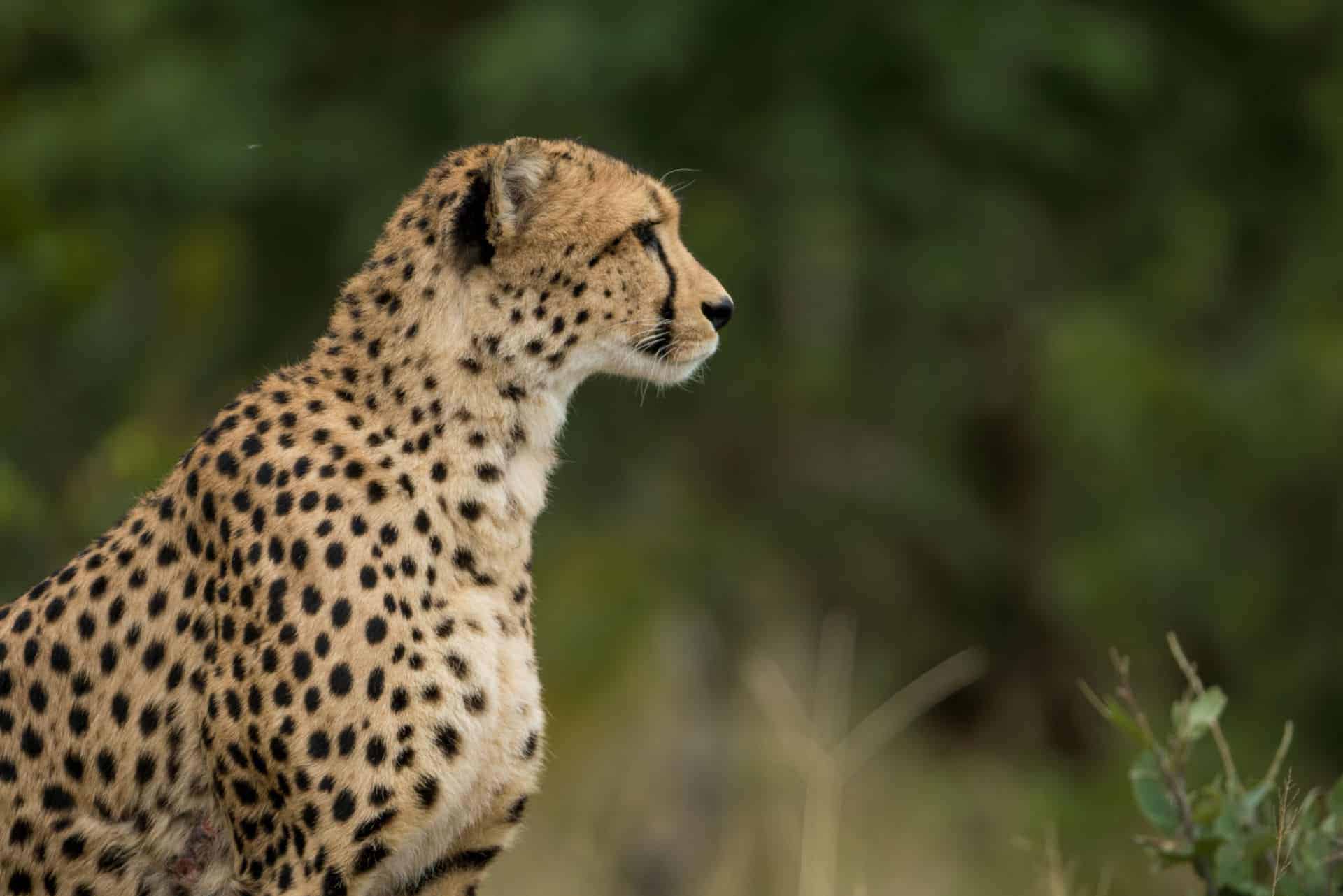 The Private Hide en Hwange