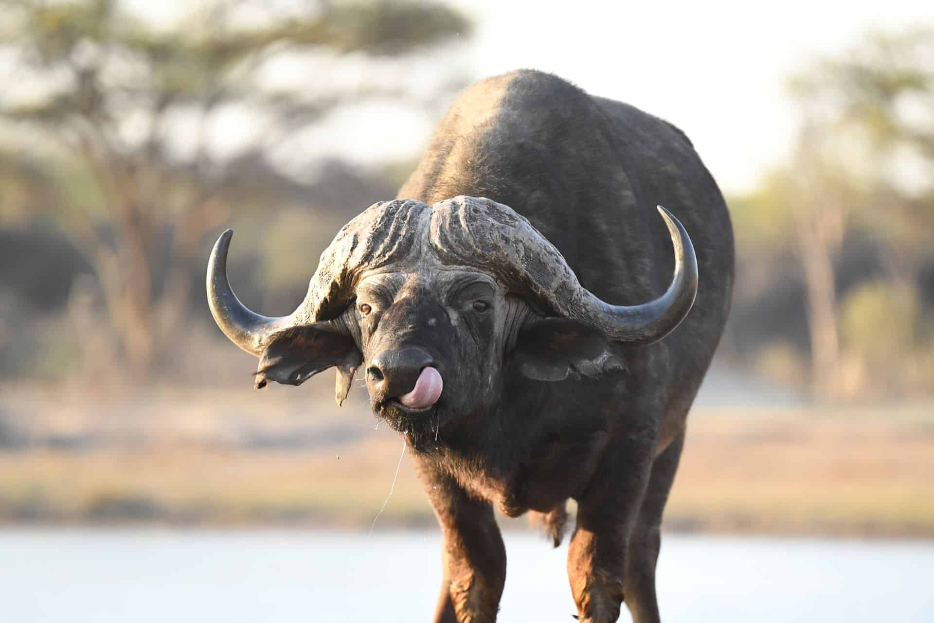 Tom's Little Hide en Hwange