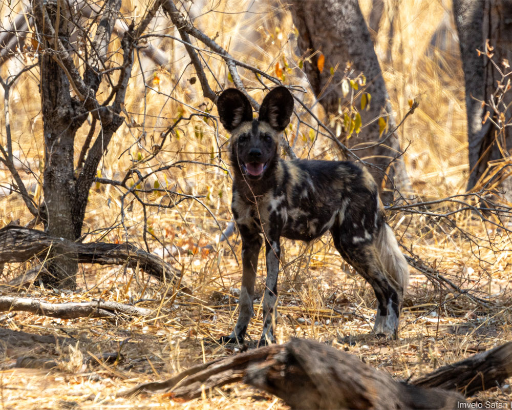Tum Tum Treehouse Lodge en Hwange