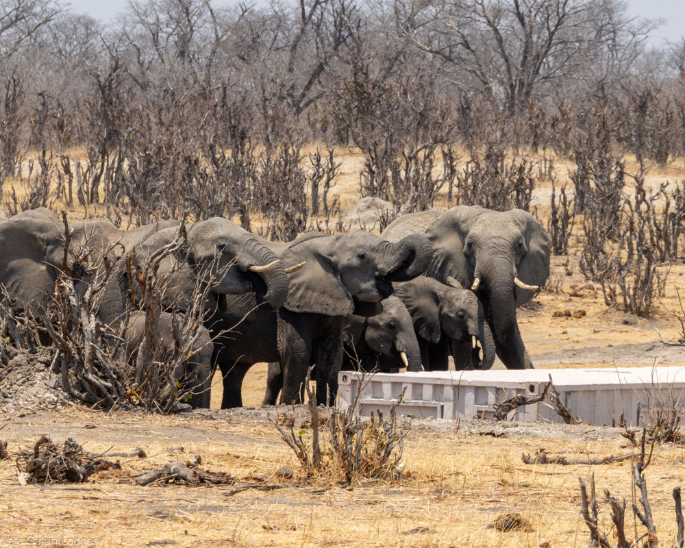Tum Tum Treehouse Lodge en Hwange