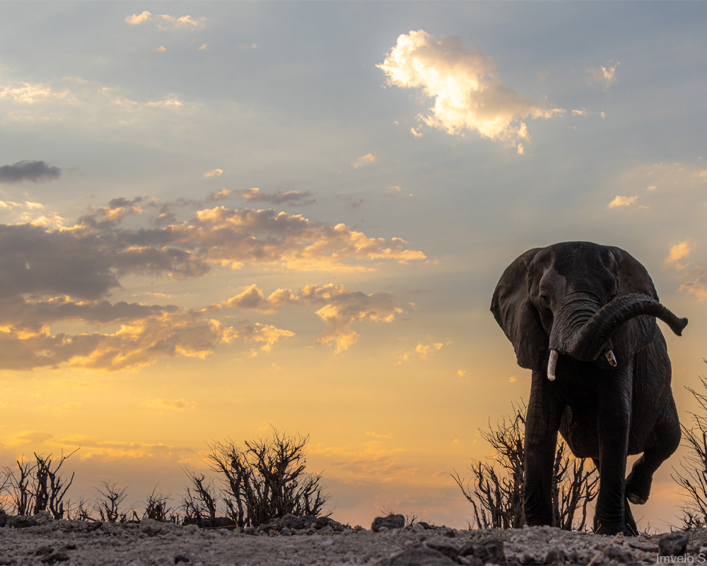 Tum Tum Treehouse Lodge en Hwange