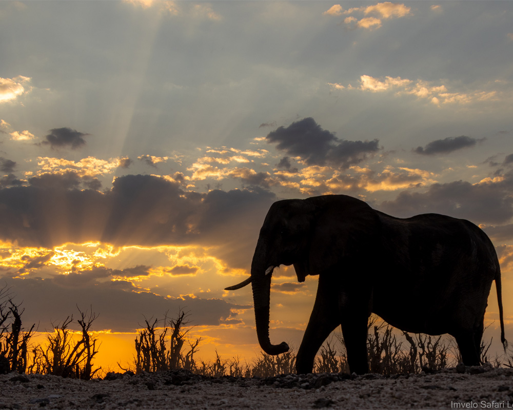 Tum Tum Treehouse Lodge en Hwange