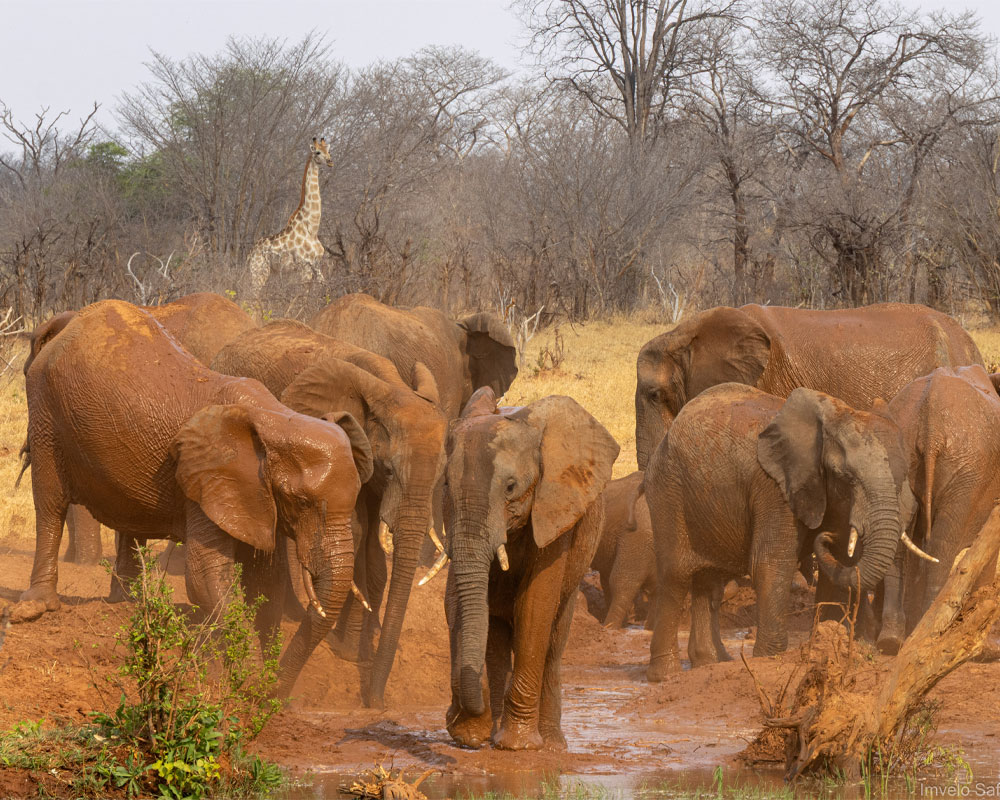 Tum Tum Treehouse Lodge en Hwange