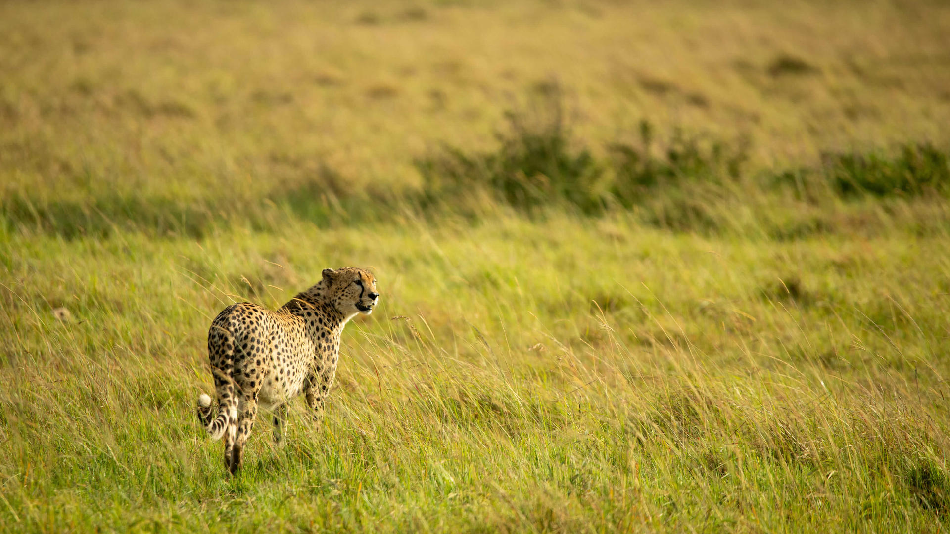 Asilia africa ubuntu migration camp cheetah standing in the grass