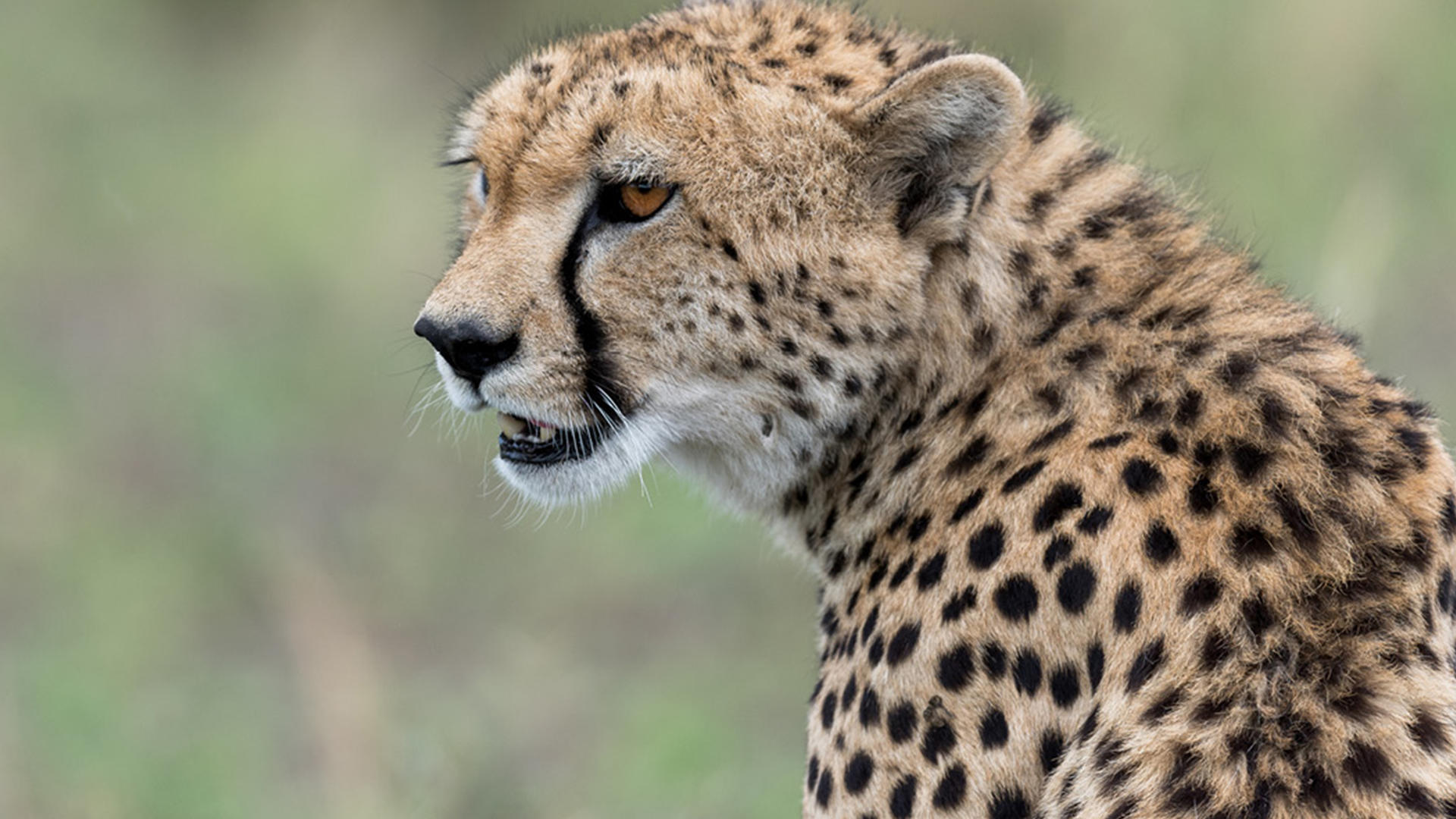 Ubuntu camp cheetah