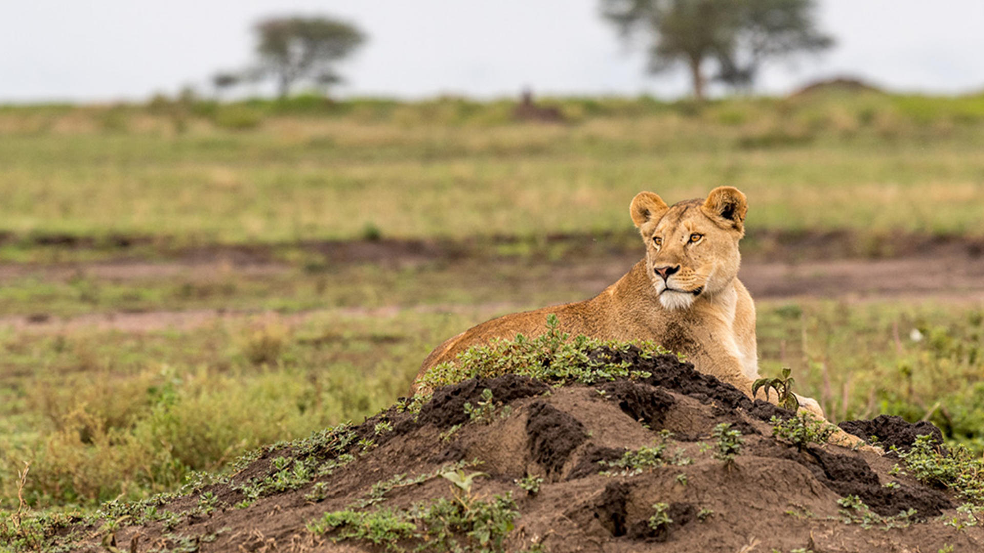 Ubuntu camp lioness
