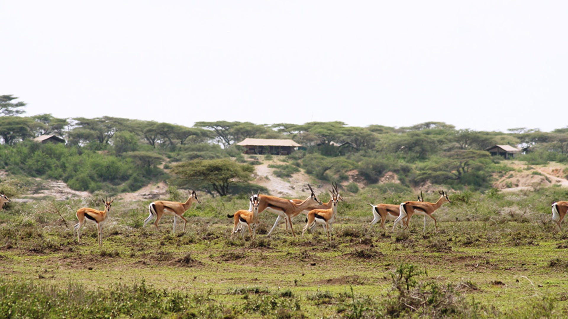 Ubuntu camp impala