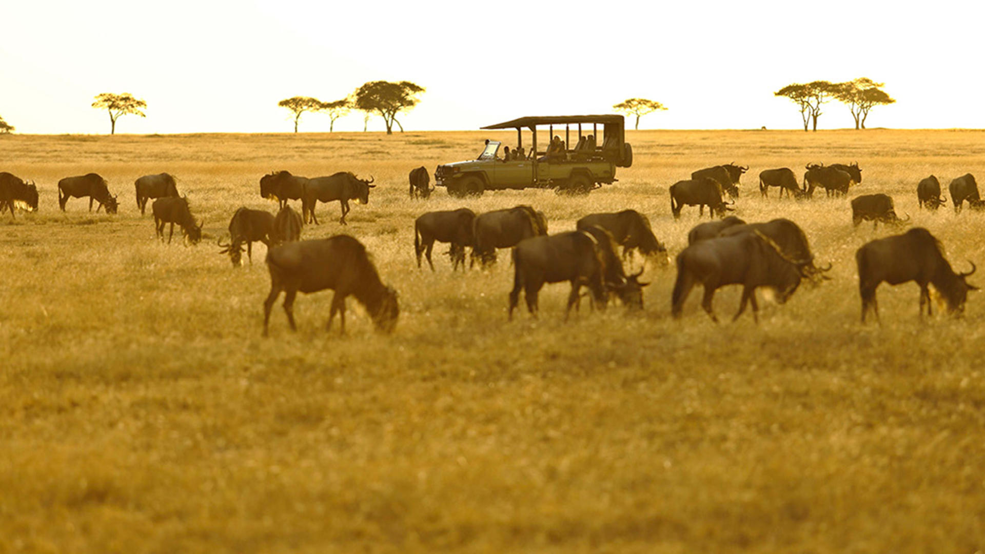 Ubuntu camp zebra