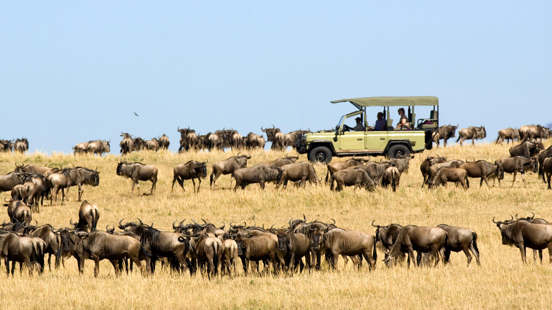 Ubuntu wildebeest migration game drive 41