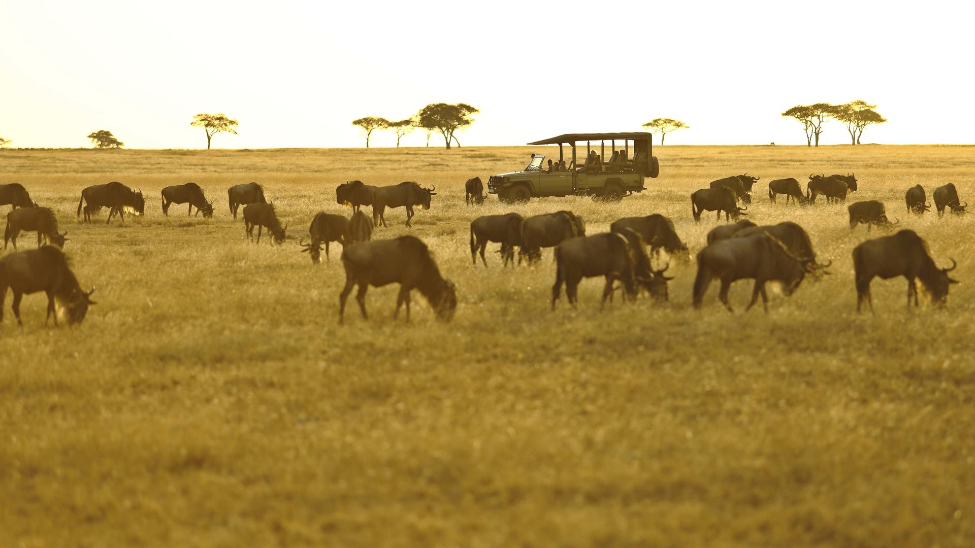 Ubuntu camp migration game drive1
