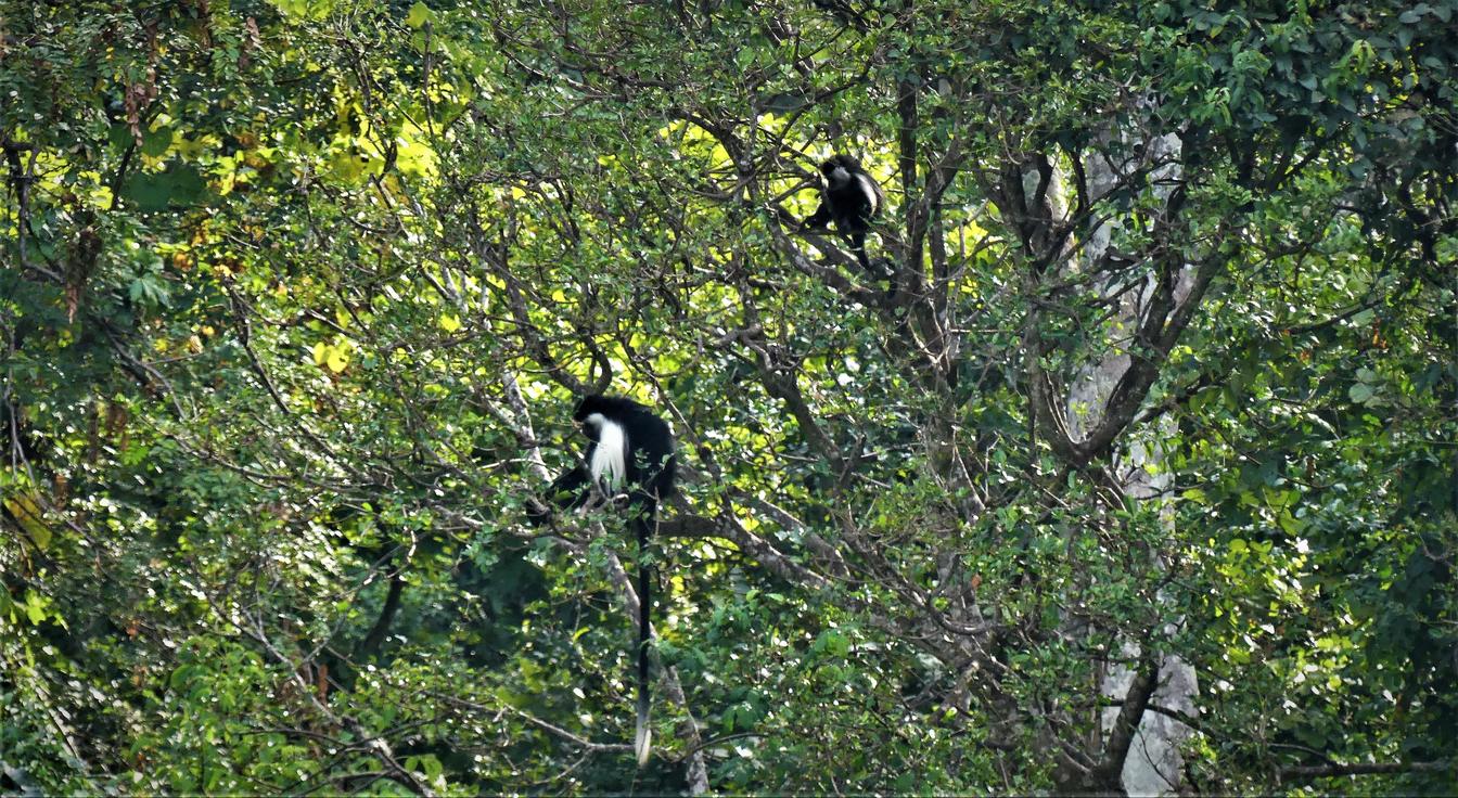 Udzungwa Forest Lodge – Hondo Hondo en Udzungwa Mountains National Park, Tanzania