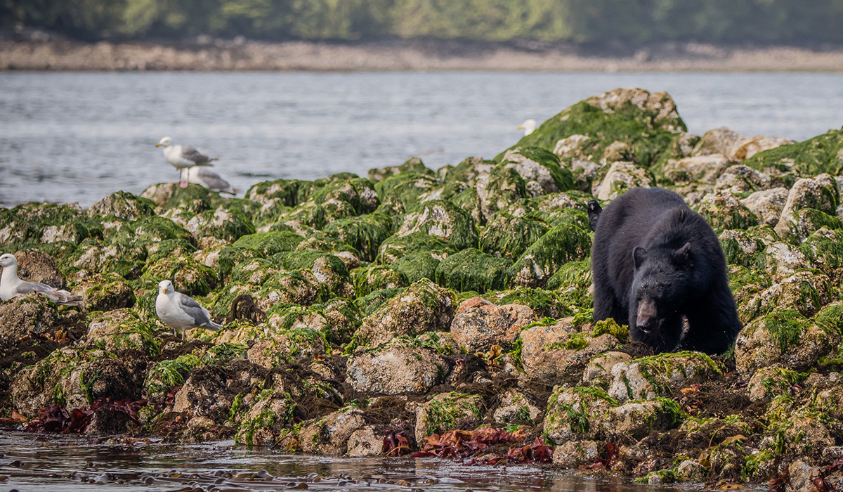 Wahous Wilderness Lodge en Tofino