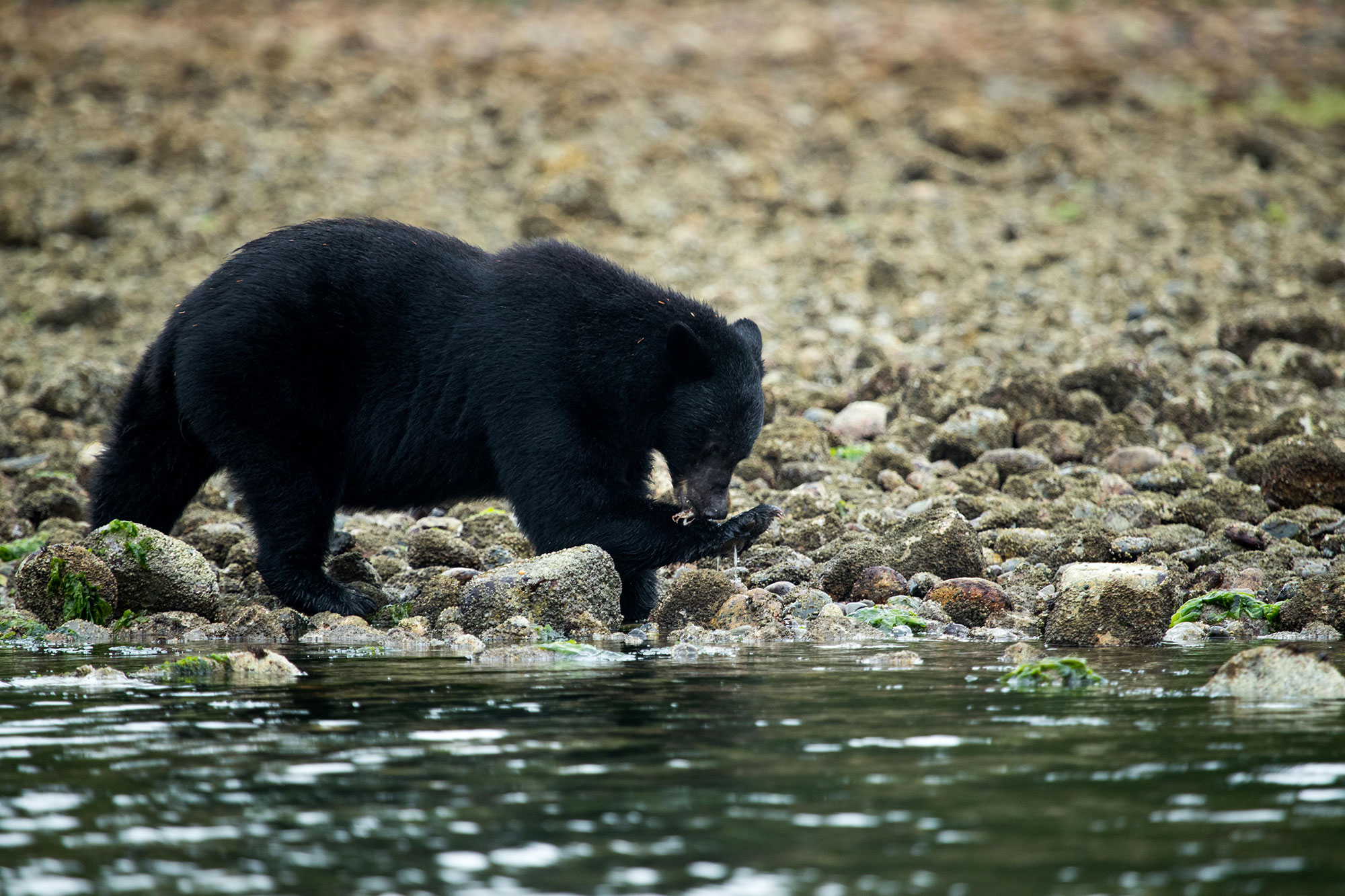 Wildlife bear beach foraging 18