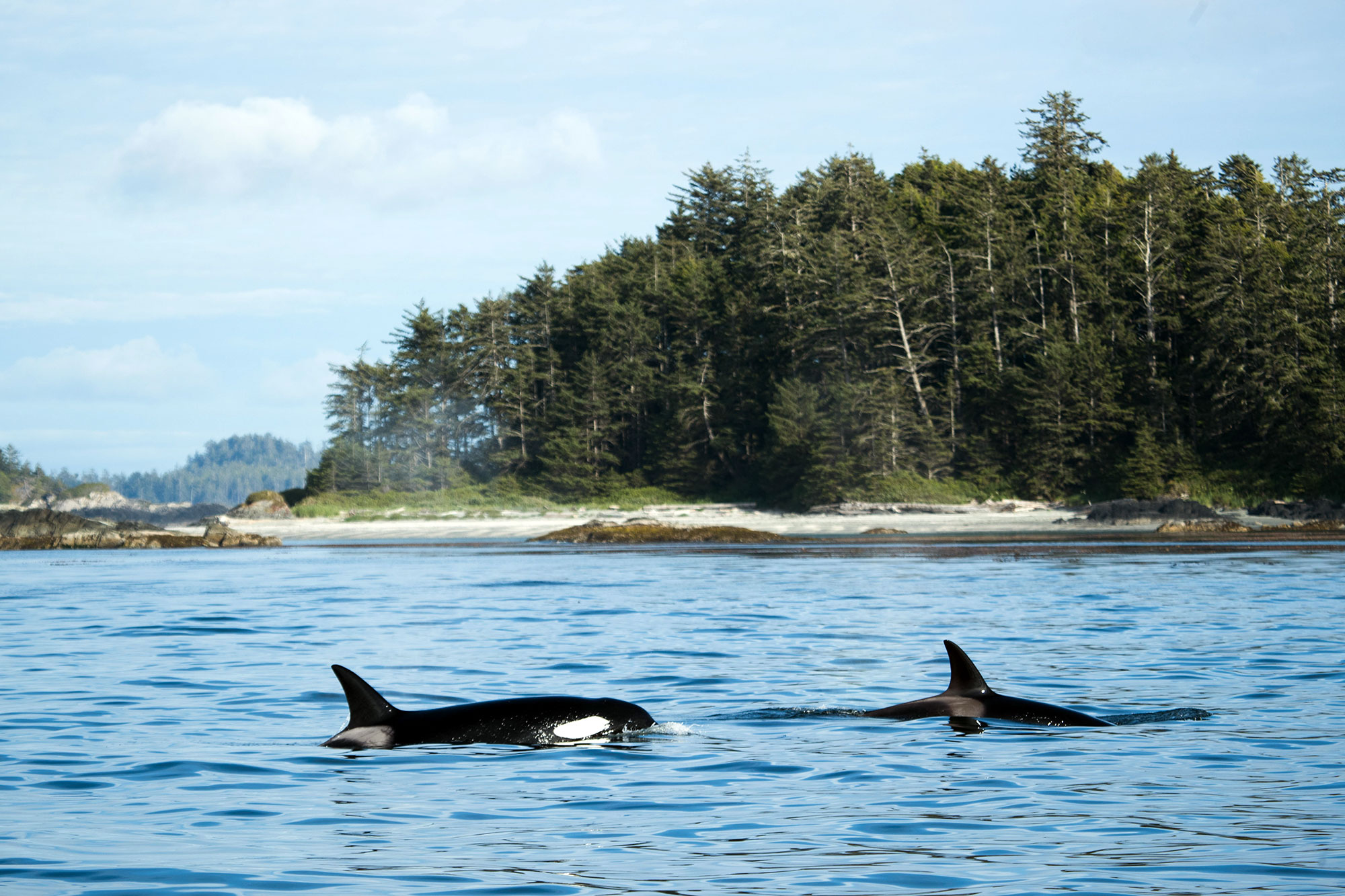 Wildlife whalewatching 28