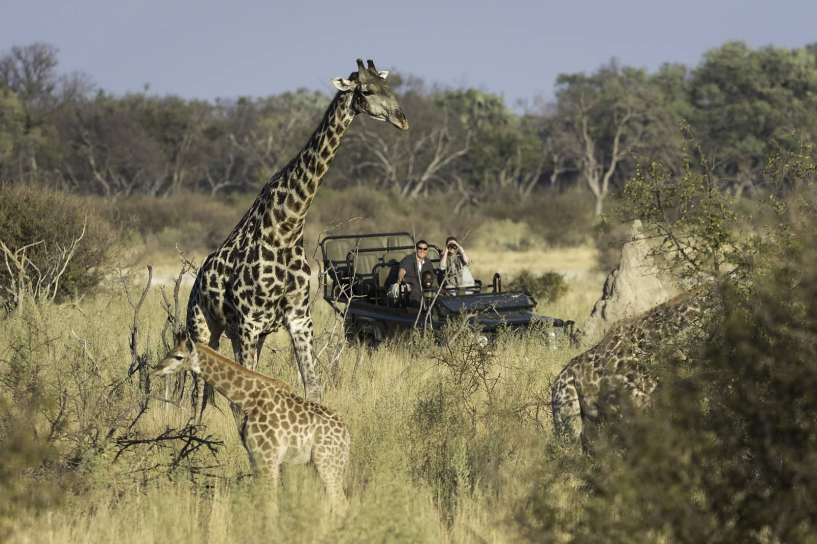Little tubu game drive giraffe