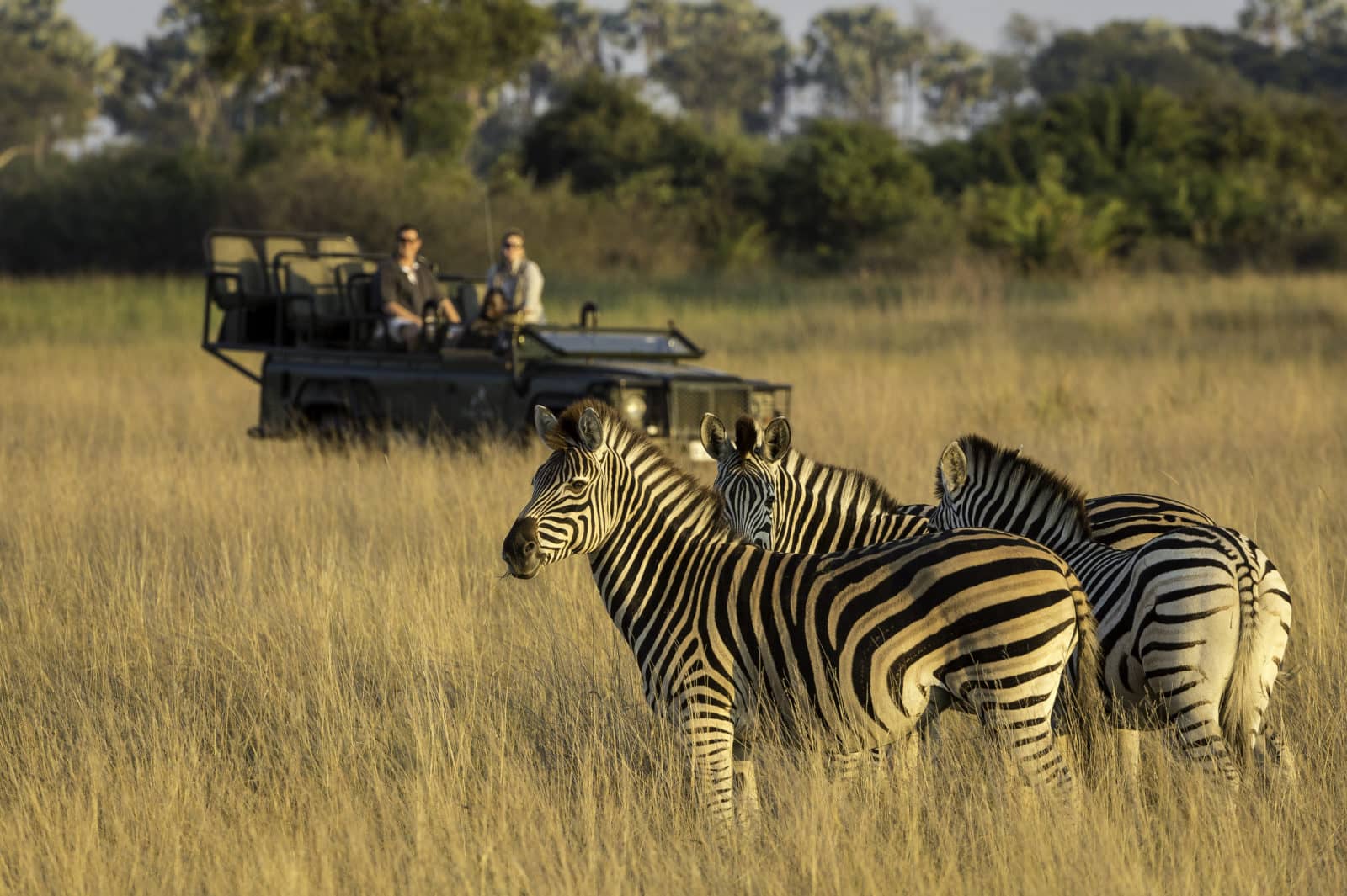 Little tubu gamedrive afternoon zebra 1 1