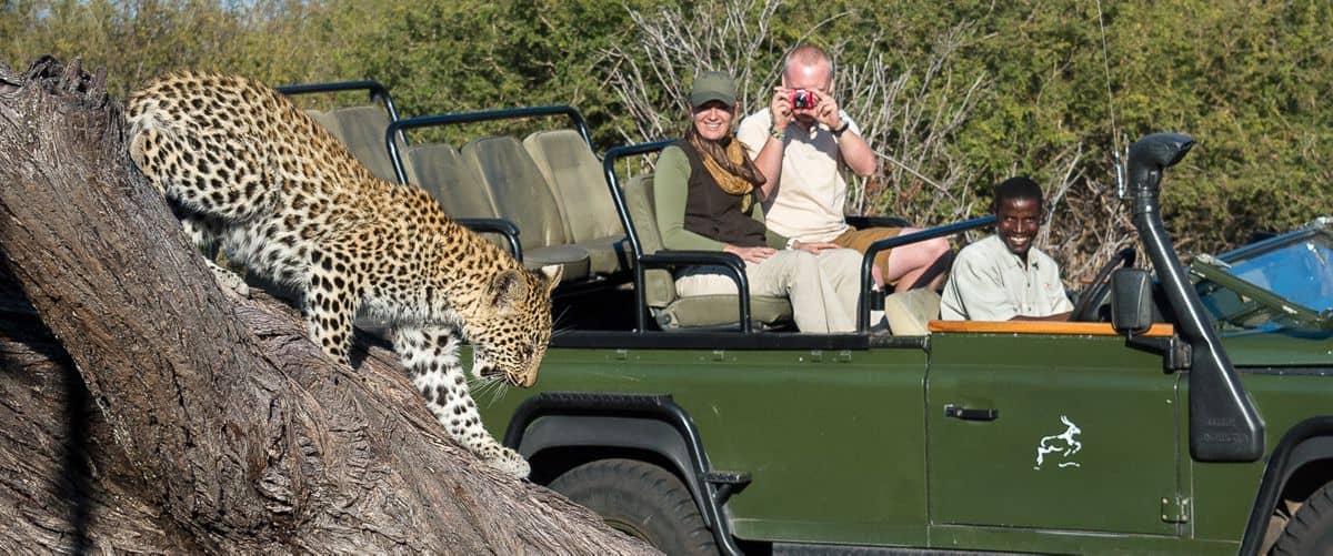 Tubu tree camp game drive leopard